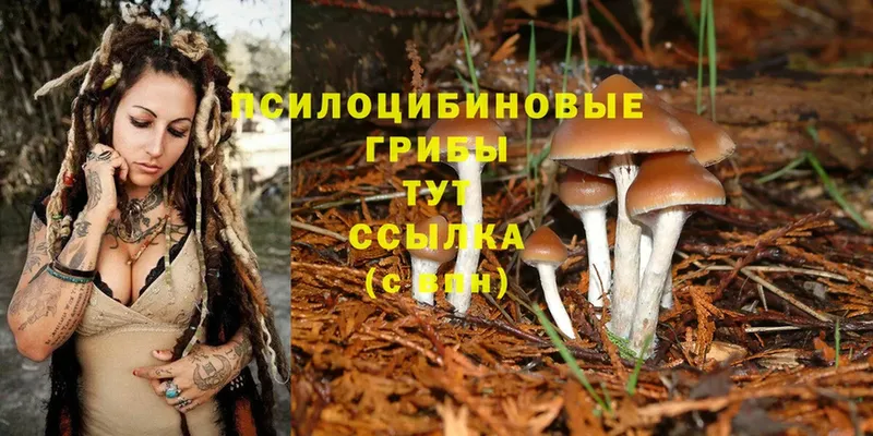 хочу   Лабинск  Галлюциногенные грибы Cubensis 